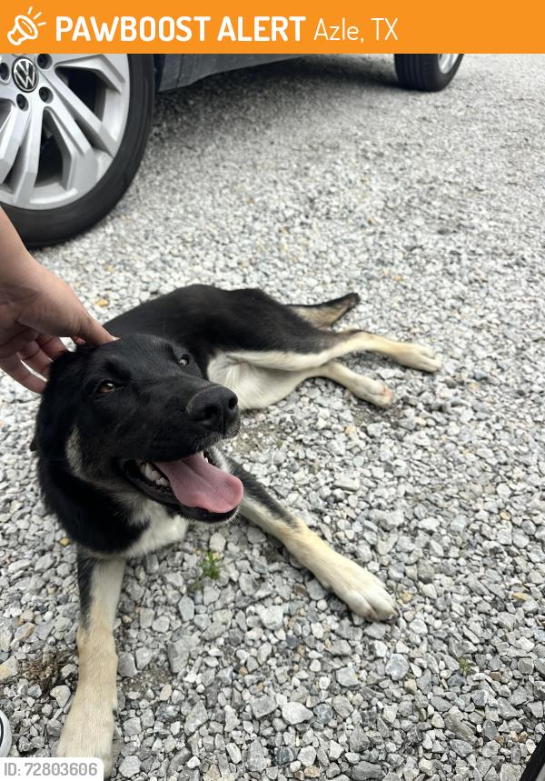 Found/Stray Female Dog last seen Near & south stewart st , Azle, TX 76020