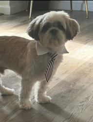Lost Male Dog last seen Oakleaf plantation parkway, Victoria falls drive, Oakleaf Plantation, FL 32065