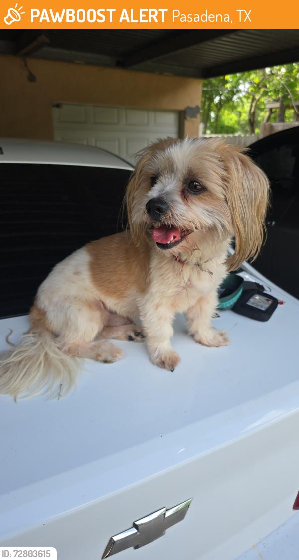 Found/Stray Male Dog last seen Near miami rd, Pasadena, TX 77502