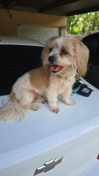 Found/Stray Male Dog last seen Near miami rd, Pasadena, TX 77502