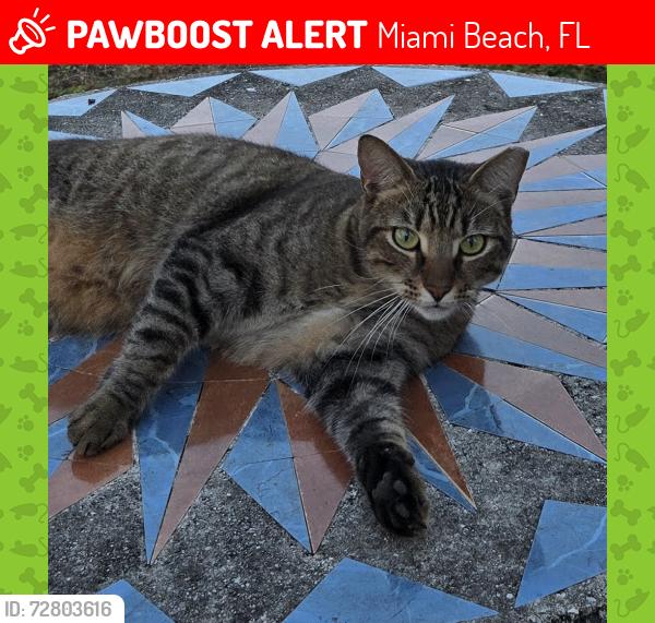 Lost Male Cat last seen Bay Drive West , Miami Beach, FL 33141