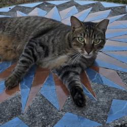 Lost Male Cat last seen Bay Drive West , Miami Beach, FL 33141