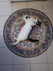 Lost Female Cat last seen Near electric avenue , Buffalo, NY 14218