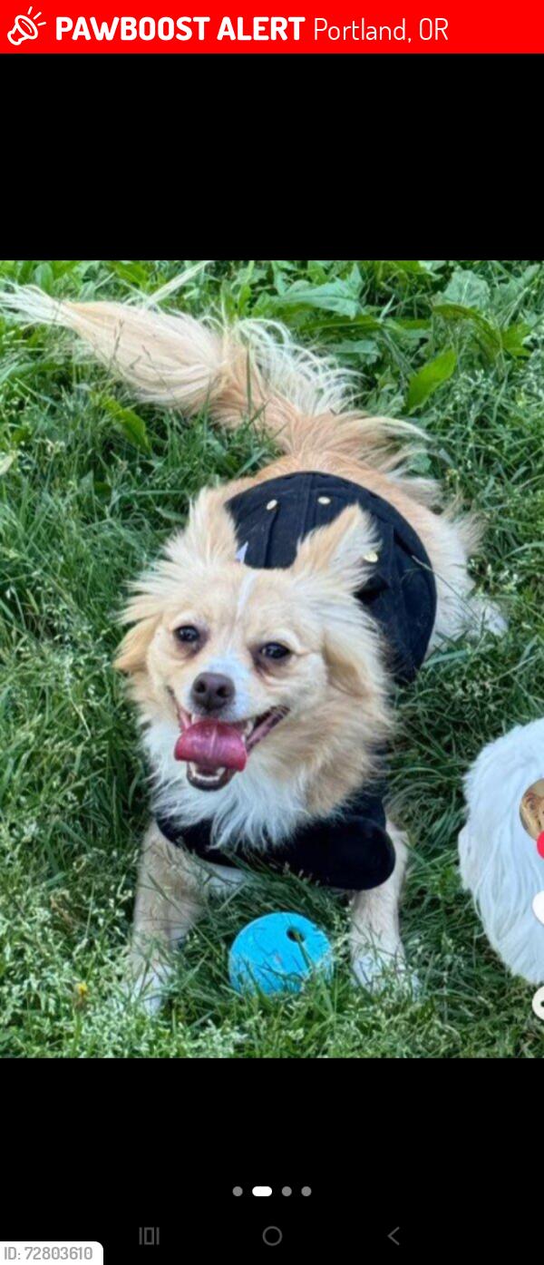 Lost Male Dog last seen Jansen beach Hayden Island, Portland, OR 97217