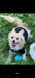 Lost Male Dog last seen Jansen beach Hayden Island, Portland, OR 97217