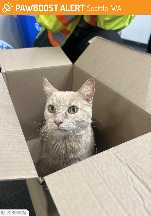 Found/Stray Unknown Cat last seen Bush School, Seattle, WA 98112