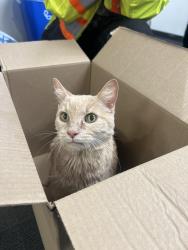 Found/Stray Unknown Cat last seen Bush School, Seattle, WA 98112