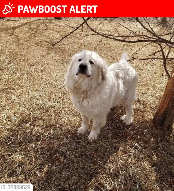 Lost Female Dog last seen Waldron rd and squawfield rd, Pittsford Township, MI 49271