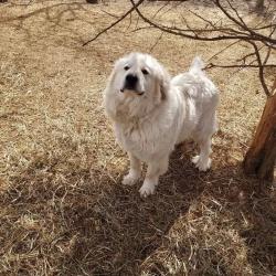 Lost Female Dog last seen Waldron rd and squawfield rd, Pittsford Township, MI 49271