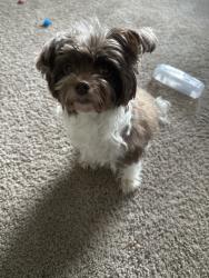 Lost Female Dog last seen Newnan station Dr, Newnan, GA 30265