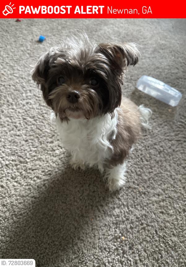 Lost Female Dog last seen Newnan station Dr, Newnan, GA 30265