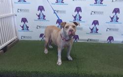 Shelter Stray Female Dog last seen , Orlando, FL 32839