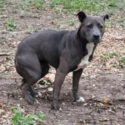 Shelter Stray Female Dog last seen Near BLOCK OF BROOK VALLEY DR, San Antonio, TX 78227
