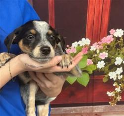 Shelter Stray Female Dog last seen GRAND AVE X W COLLEGE AVE, San Bernardino, CA 92401
