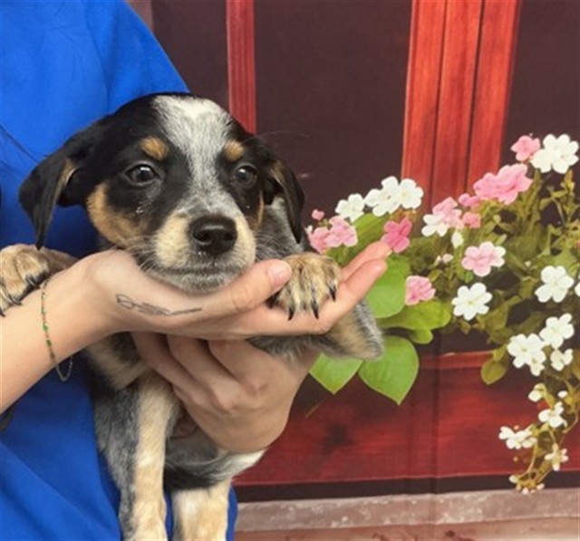 Shelter Stray Female Dog last seen GRAND AVE X W COLLEGE AVE, San Bernardino, CA 92401