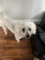 Found/Stray Male Dog last seen 137th Ave, Kendall, FL 33176