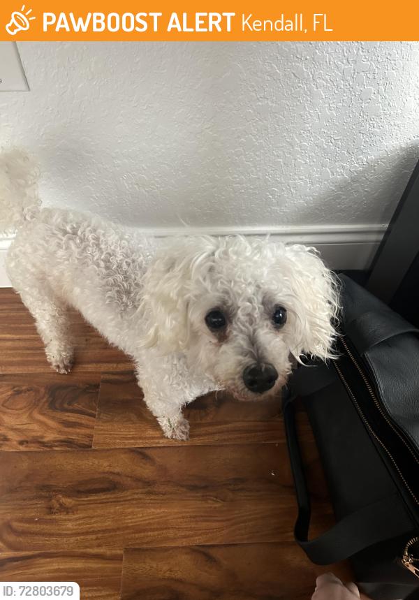 Found/Stray Male Dog last seen 137th Ave, Kendall, FL 33176