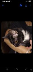 Found/Stray Unknown Cat last seen Beam & Chippewa Ave, Maplewood, MN 55109