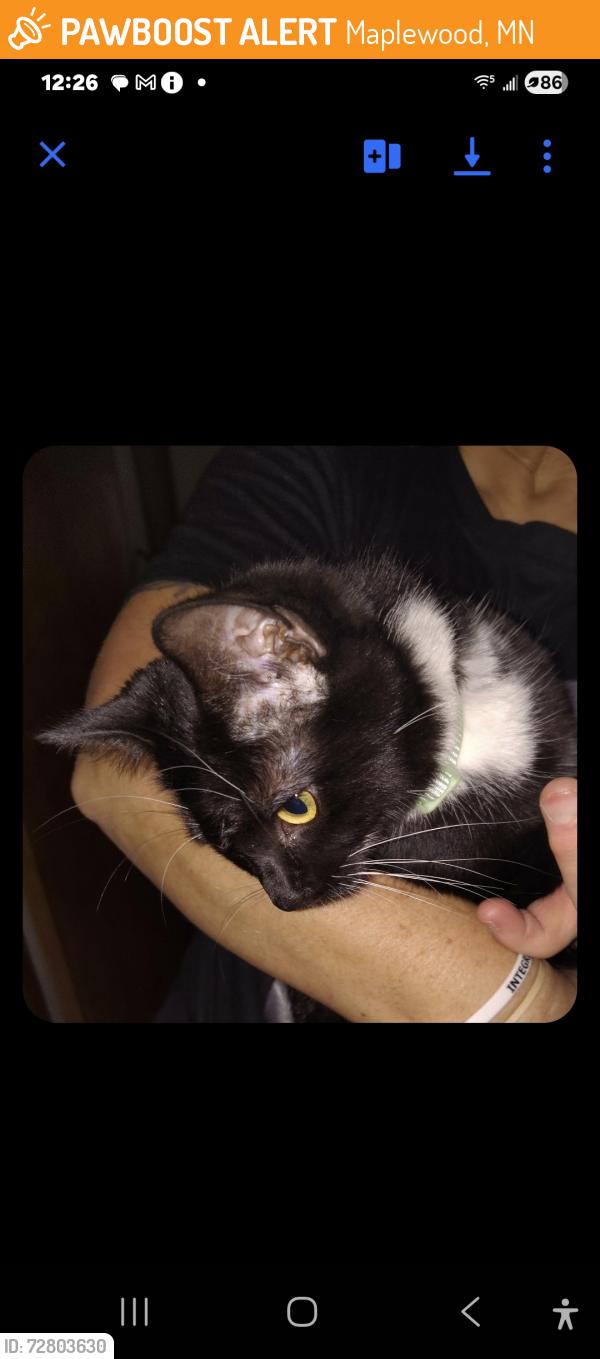 Found/Stray Unknown Cat last seen Beam & Chippewa Ave, Maplewood, MN 55109