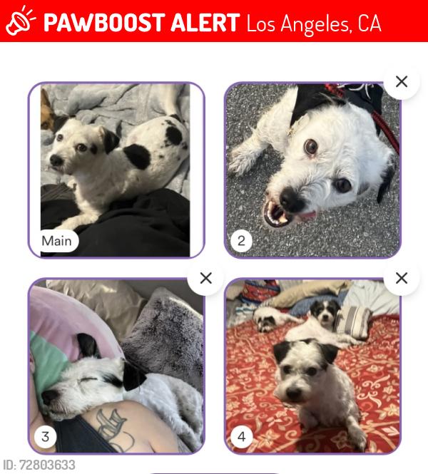 Lost Male Dog last seen Laurel canyon blvd and saticoy street, North Hollywood 91605, Los Angeles, CA 91605