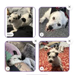 Lost Male Dog last seen Laurel canyon blvd and saticoy street, North Hollywood 91605, Los Angeles, CA 91605