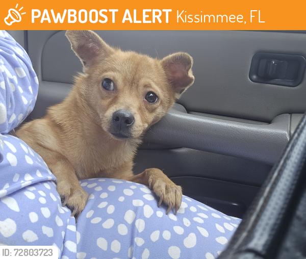 Found/Stray Unknown Dog last seen Main St Vine St, Kissimmee, FL 34744