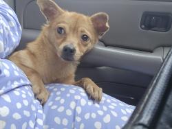 Found/Stray Unknown Dog last seen Main St Vine St, Kissimmee, FL 34744