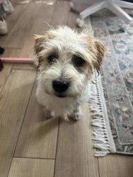 Found/Stray Male Dog last seen Rosecrans and western , Gardena, CA 90247