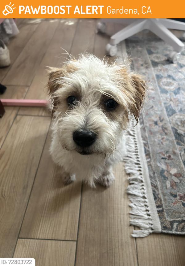Found/Stray Male Dog last seen Rosecrans and western , Gardena, CA 90247