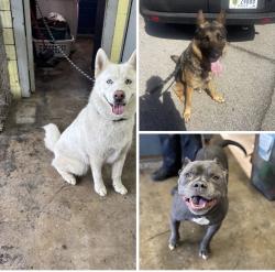 Found/Stray Unknown Dog last seen Gary Animal Control, Gary, IN 46402
