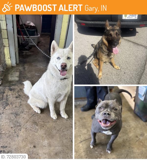 Found/Stray Unknown Dog last seen Gary Animal Control, Gary, IN 46402