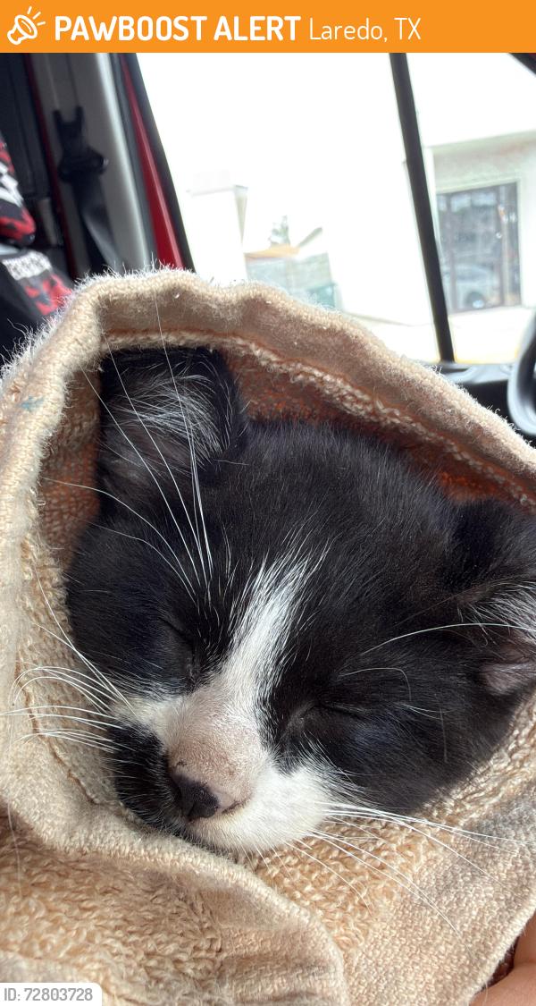 Found/Stray Female Cat last seen Lane and meadow, Laredo, TX 78046