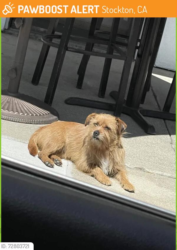 Found/Stray Unknown Dog last seen Pacific Ave, Stockton, CA 95207