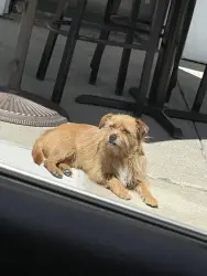 Found/Stray Unknown Dog last seen Pacific Ave, Stockton, CA 95207