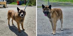 Found/Stray Unknown Dog last seen Gary, Indiana, Gary, IN 46402