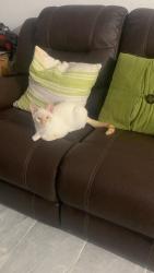 Lost Male Cat last seen Near nw 122nd st , North Miami, FL 33167