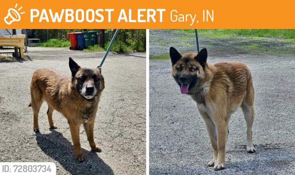 Found/Stray Unknown Dog last seen Gary, Indiana, Gary, IN 46402