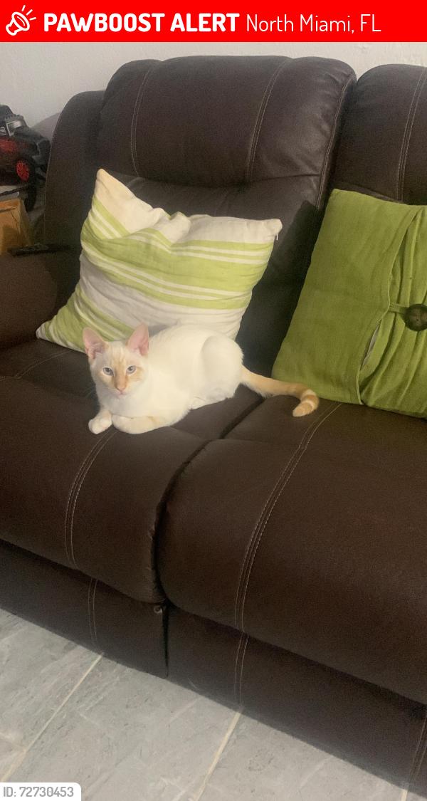 Lost Male Cat last seen Near nw 122nd st , North Miami, FL 33167
