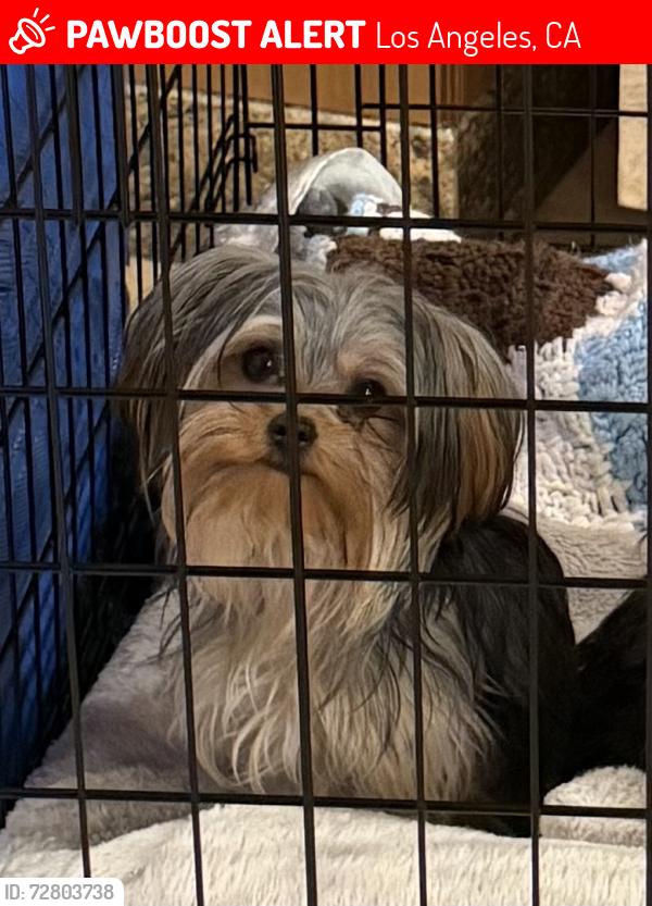 Lost Female Dog last seen Halsey st, Los Angeles, CA 91344
