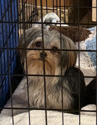 Lost Female Dog last seen Halsey st, Los Angeles, CA 91344
