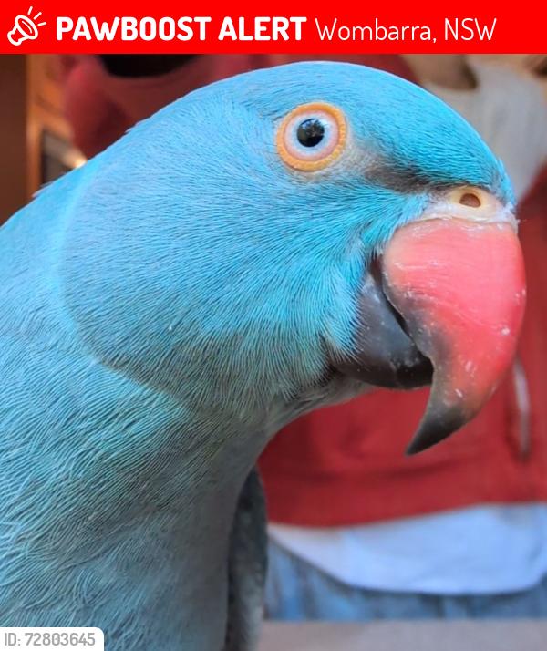 Lost Unknown Bird last seen Last sightings between Morrison ave, pit Rd, and fifth dt, Wombarra, NSW 2515
