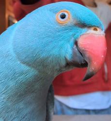 Lost Unknown Bird last seen Last sightings between Morrison ave, pit Rd, and fifth dt, Wombarra, NSW 2515