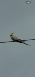Found/Stray Unknown Bird last seen on powerlines, Sunset, FL 33173