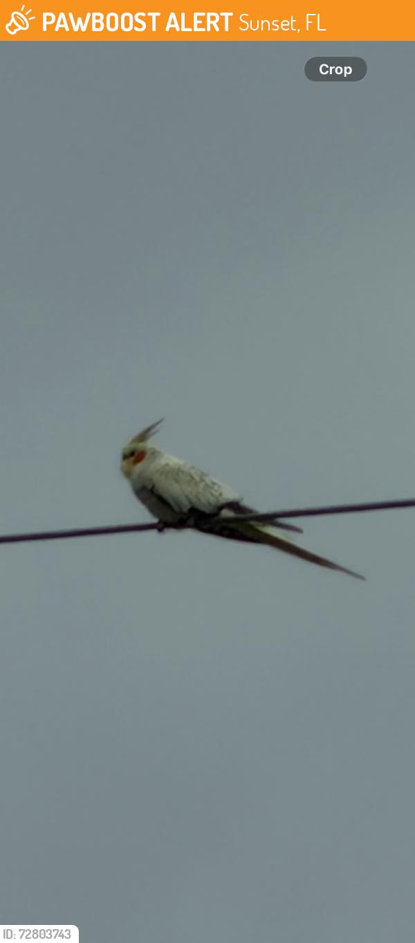 Found/Stray Unknown Bird last seen on powerlines, Sunset, FL 33173