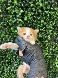 Shelter Stray Male Cat last seen El Paso, TX 79915, Fort Bliss, TX 79906