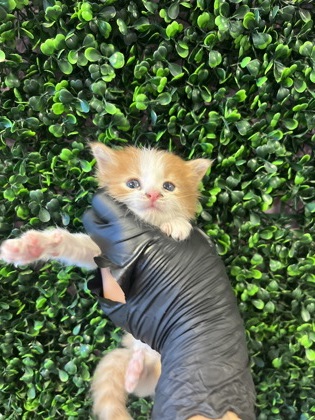 Shelter Stray Male Cat last seen El Paso, TX 79915, Fort Bliss, TX 79906