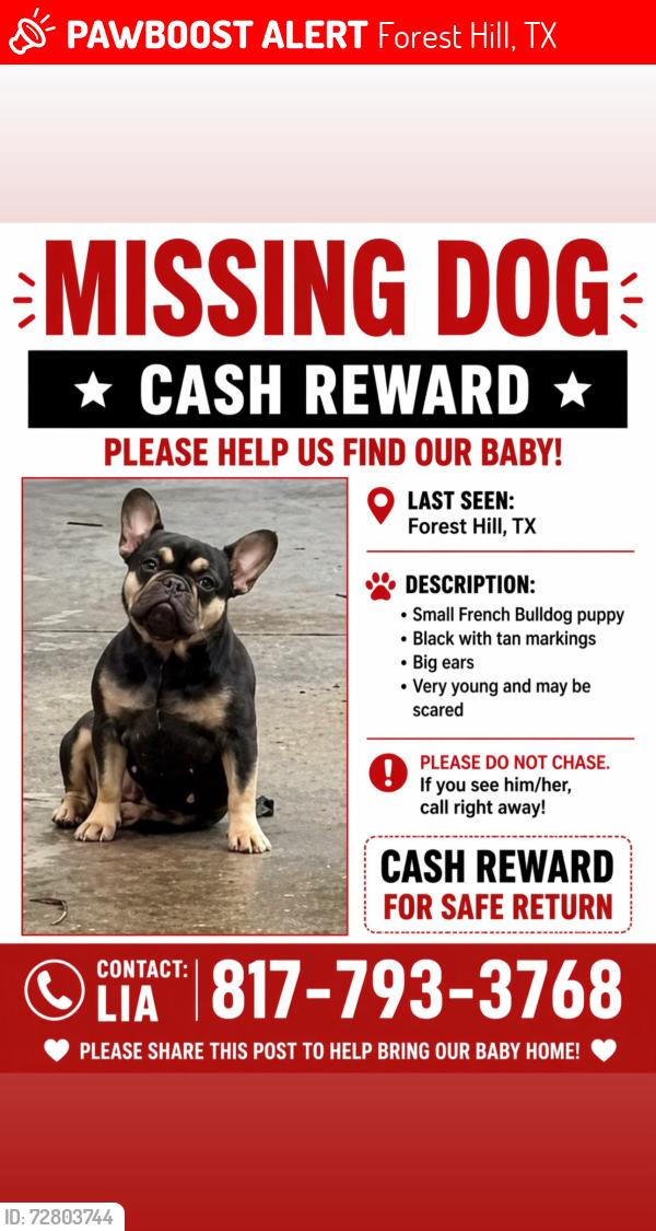 Lost Female Dog last seen Forest Hill Texas 76119, Forest Hill, TX 76119