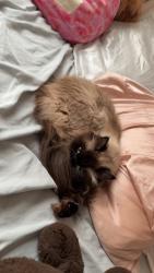 Lost Female Cat last seen York Road, North Royalton, OH 44133