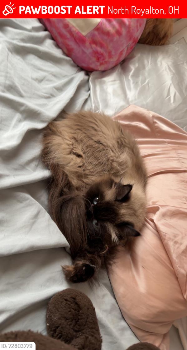 Lost Female Cat last seen York Road, North Royalton, OH 44133