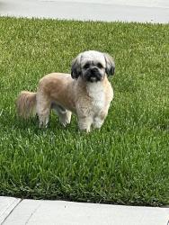 Found/Stray Unknown Dog last seen Cypresswood, Spring, TX 77373